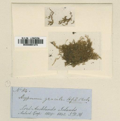 Fallaciella gracilis (Hook.f. & Wilson) H.A.Crum - BM000851279