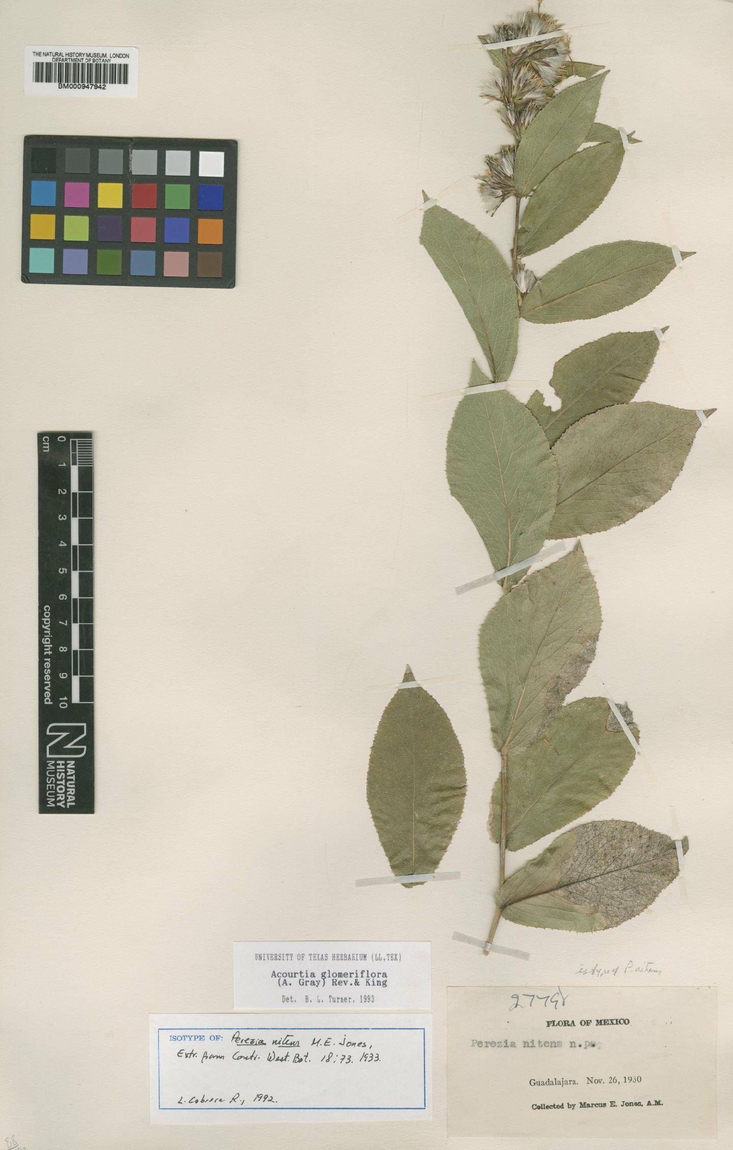 To NHMUK collection (Perezia glomeriflora (A.Gray) McVaugh; Isotype; NHMUK:ecatalogue:620246)