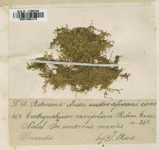 Microthamnium cavifolium Dixon - BM000850275