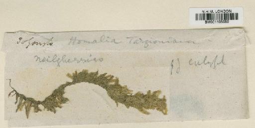 Homaliadelphus targionianus (Mitt.) Dixon & P.de la Varde - BM001108082