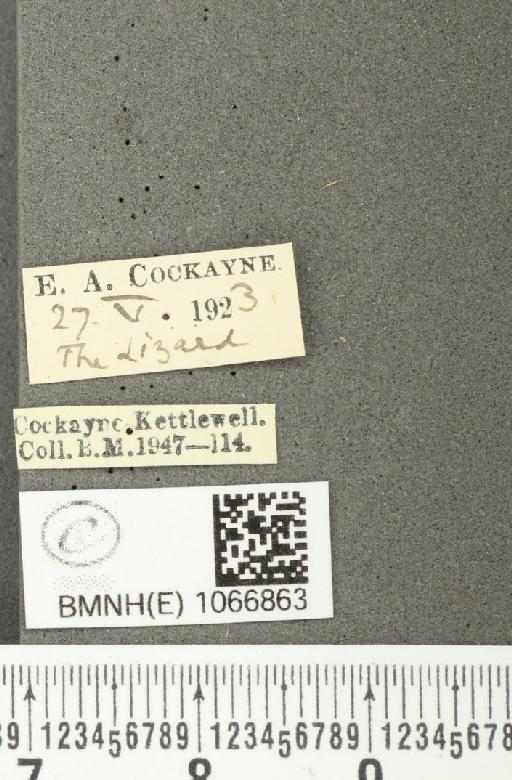 Lasiommata megera (Linnaeus, 1767) - BMNHE_1066863_label_28522