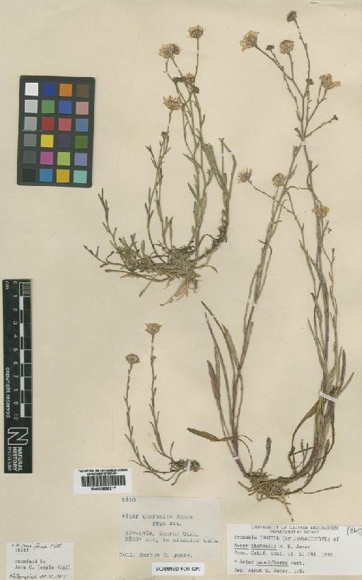 Aster pauciflorus Nutt - BM000839217