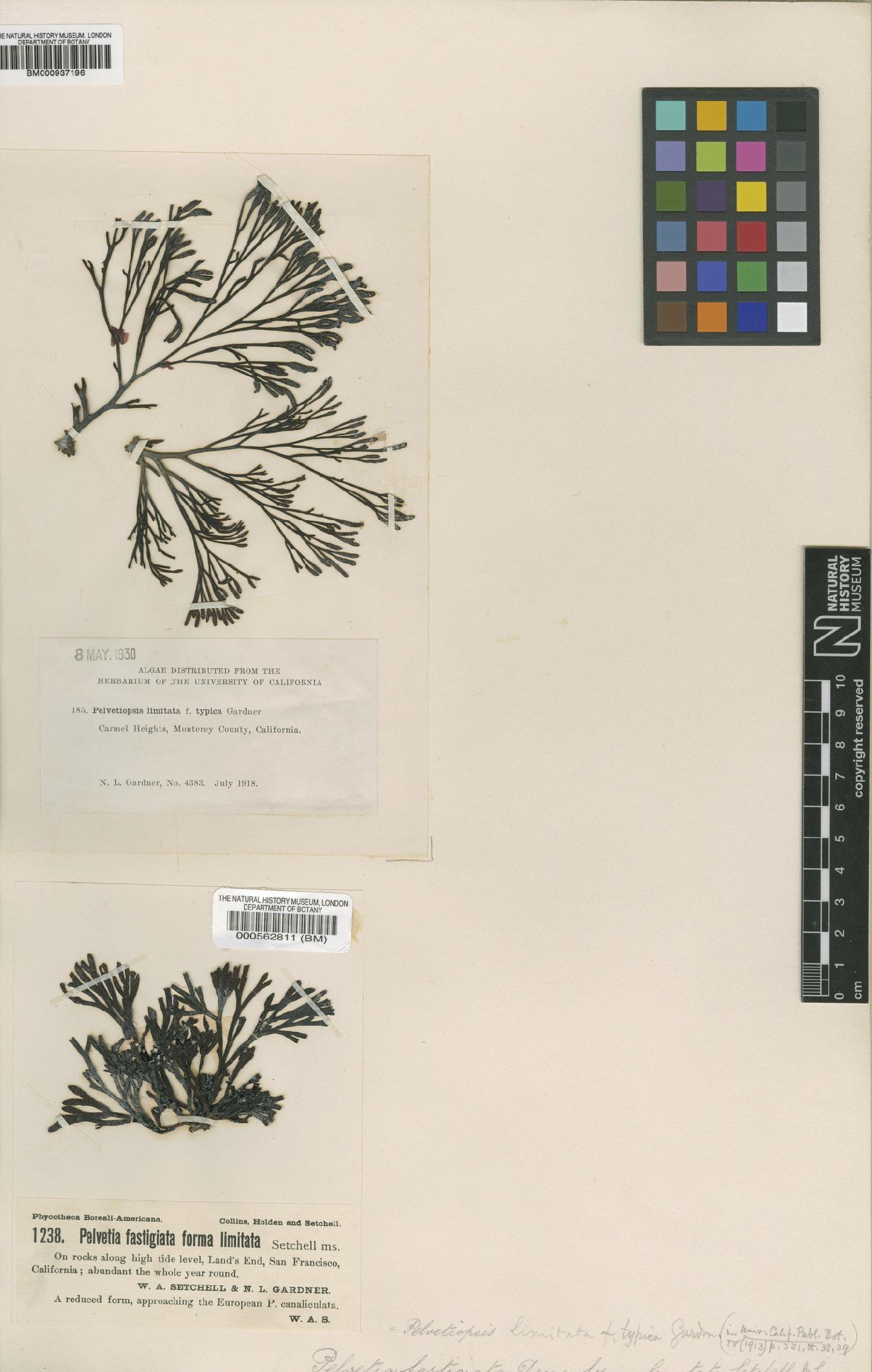 To NHMUK collection (Pelvetiopsis limitata (Setch.) N.L.Gardner; TYPE; NHMUK:ecatalogue:4722311)