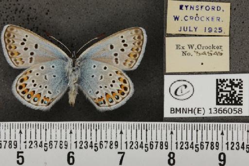 Plebejus argus cretaceus Tutt, 1909 - BMNHE_1366058_164038