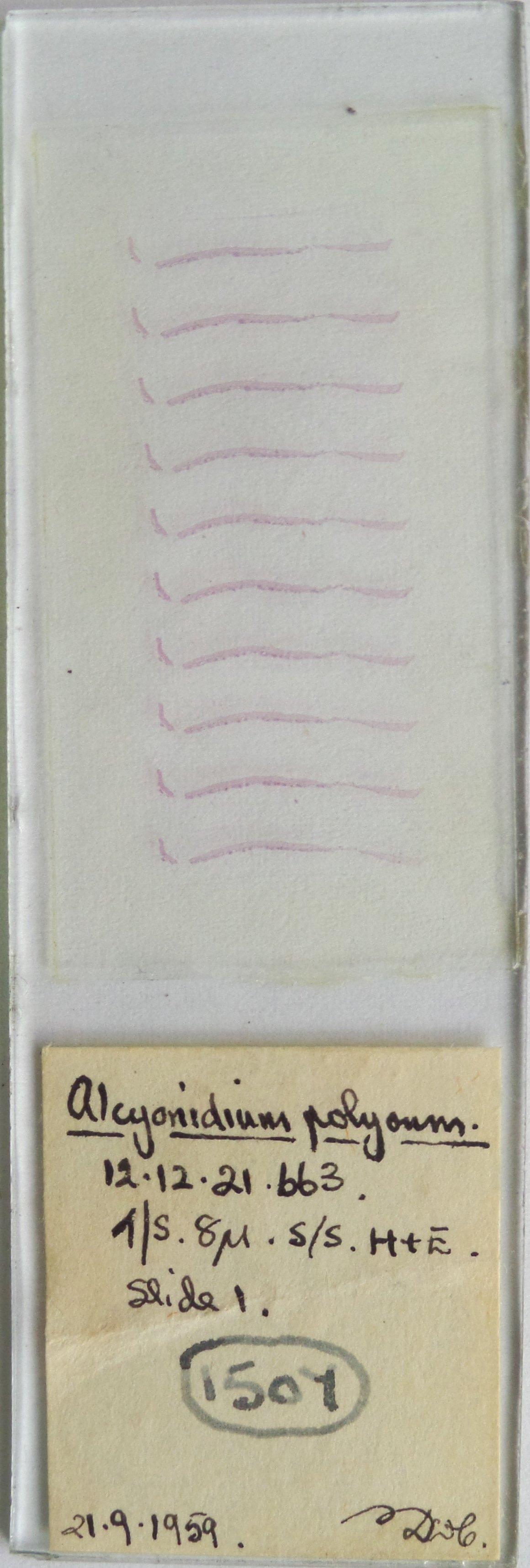 To NHMUK collection (Alcyonidium polyoum (Hassall, 1841); NHMUK:ecatalogue:697354)