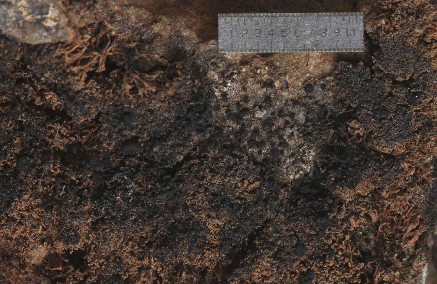 To NHMUK collection (Bacidia stipata I.M.Lamb; Type; NHMUK:ecatalogue:2795735)