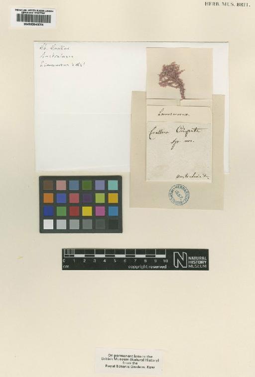 Haliptilon roseum Lam., Garbary & H.W.Johans. - BM000840054