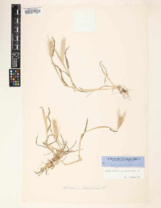 Hordeum murinum subsp. glaucum (Steud.) Tzvelev - 000060971