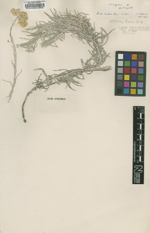 Helichrysum heldreichii Boiss - BM000045958