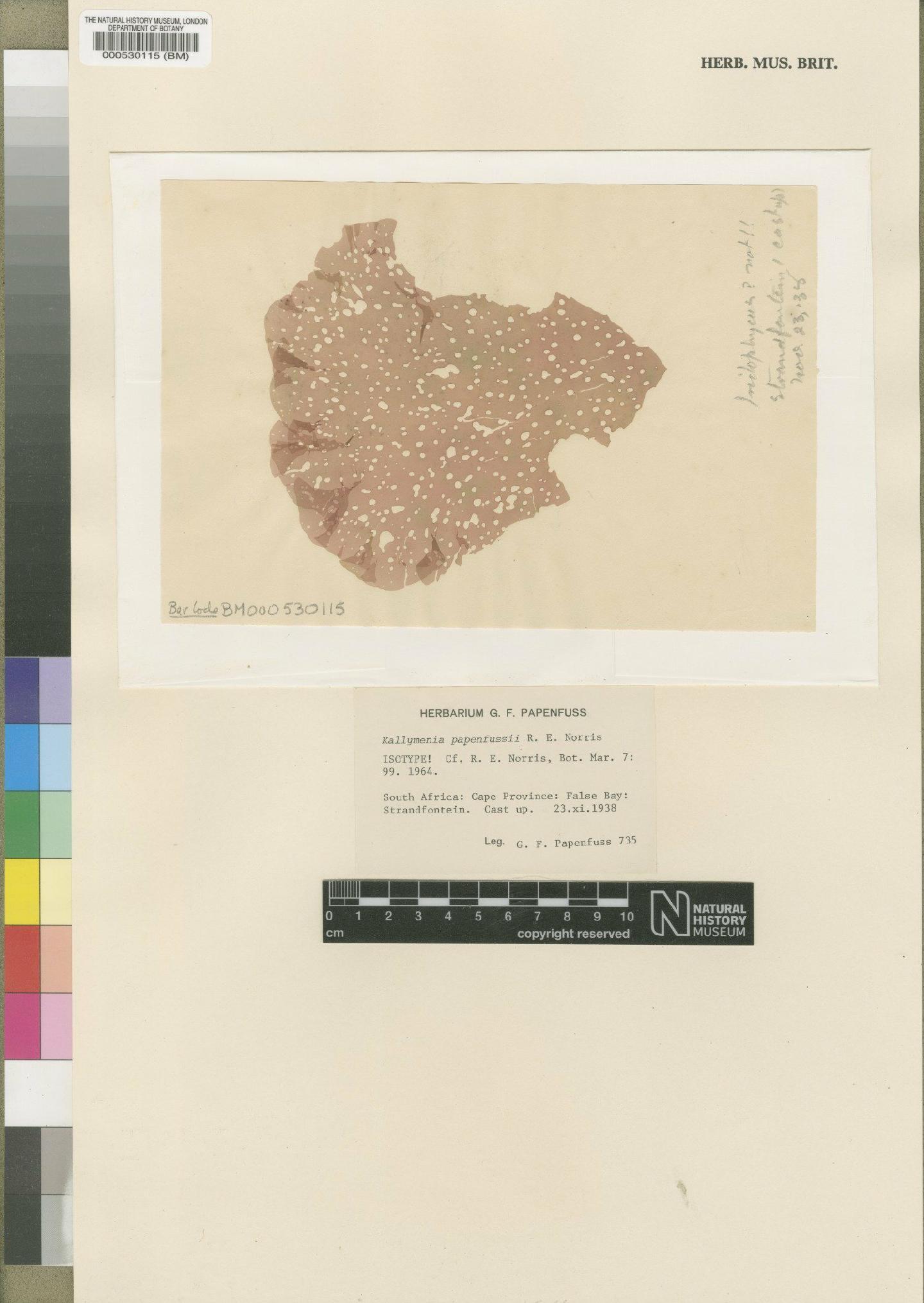 To NHMUK collection (Kallymenia papenfussii Norris; Isotype; NHMUK:ecatalogue:4526212)