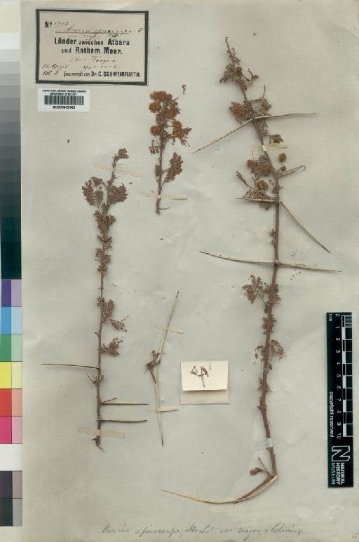 Acacia tortilis subsp. spirocarpa (Hochst. ex A.Rich.) Brenan - BM000842162