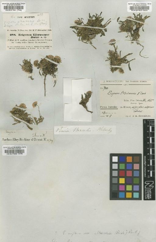 Erigeron uniflorus subsp. elbursensis (Boiss) Rech.f. - BM000597563