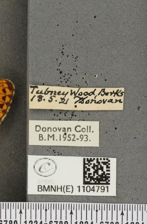 Boloria euphrosyne Linnaeus, 1758 - BMNHE_1104791_label_16301