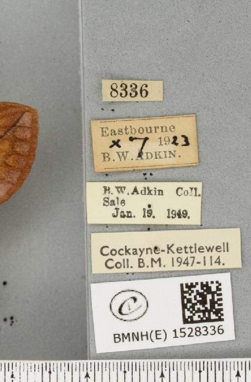 Euthrix potatoria ab. extrema Tutt, 1902 - BMNHE_1528336_label_198122