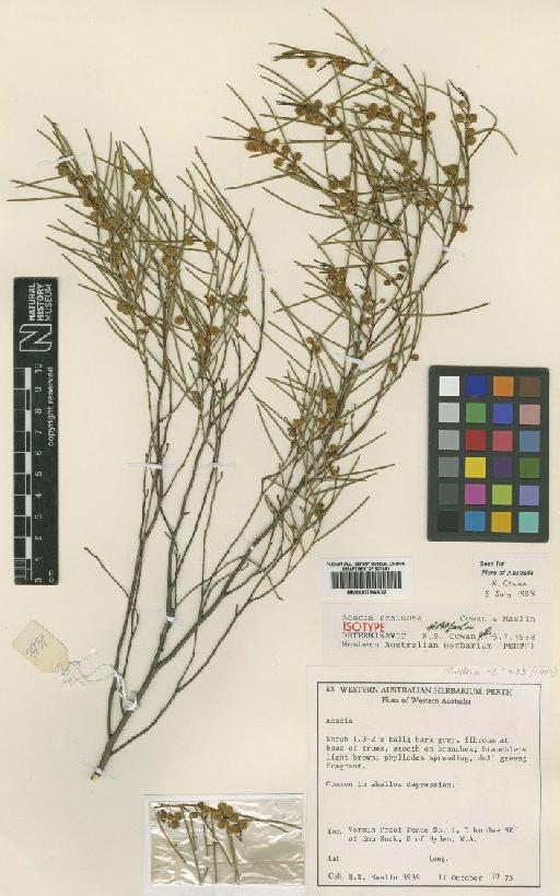 Acacia resinosa R.S.Cowan & Maslin - BM000796602