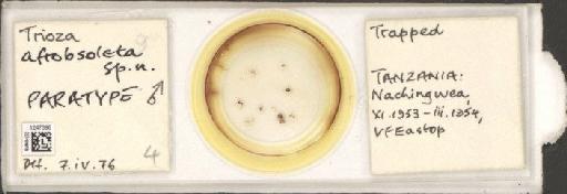 Trioza afrobsoleta Hollis, 1984 - BMNHE_1247396_1611