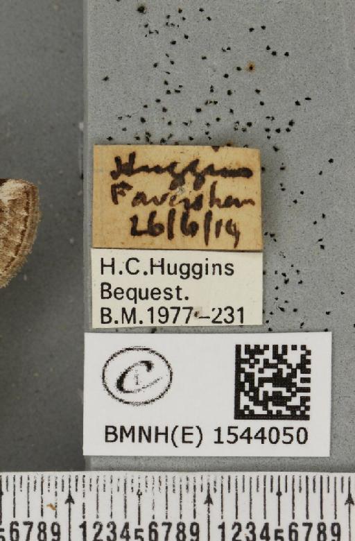 Tetheella fluctuosa (Hübner, 1803) - BMNHE_1544050_label_236689