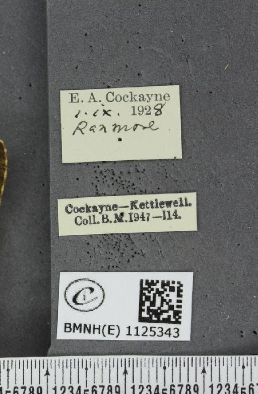 Colias croceus ab. atrofasciata Rocci, 1920 - BMNHE_1125343_label_83441