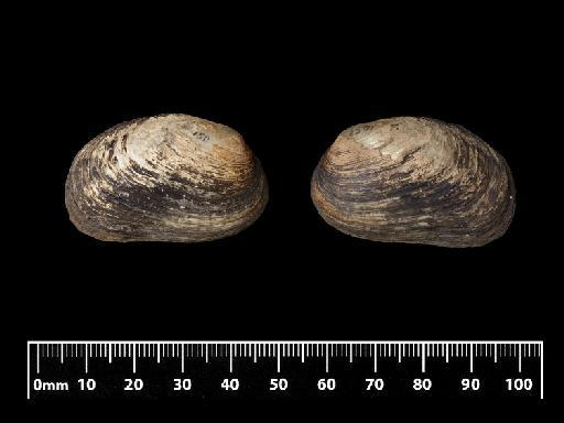 Unio calamitarum subterclass Palaeoheterodonta Morelet, 1849 - 1907.12.30.377, POSSIBLE PARALECTOTYPE, Unio calamitarum Morelet, 1849