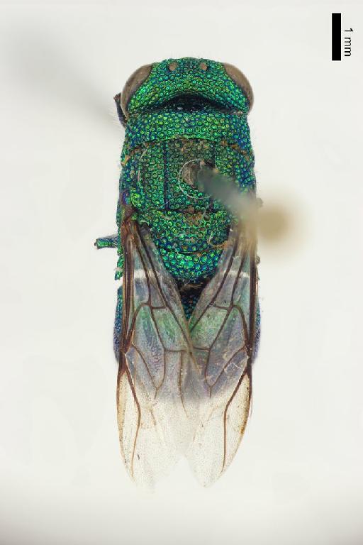 Chrysis saginata Linsenmaier, 1982 - Chrysis_saginata-BMNH(E)#970877_type-dorsal-1_25X