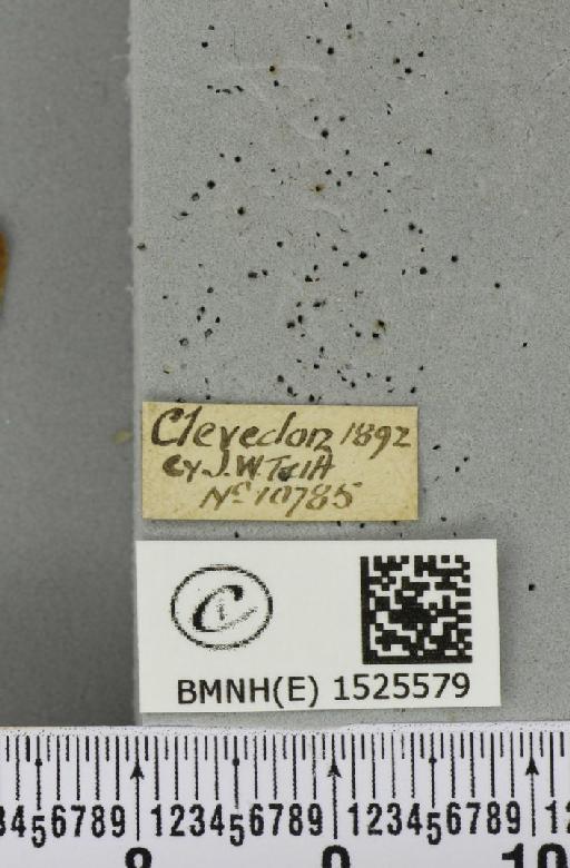 Macrothylacia rubi (Linnaeus, 1758) - BMNHE_1525579_label_196206