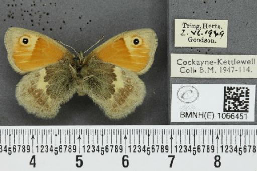 Coenonympha pamphilus (Linnaeus, 1758) - BMNHE_1066451_27655