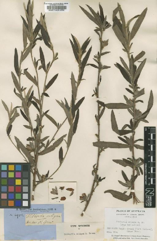 Hibbertia saligna R.Br. - BM000574400 (2)