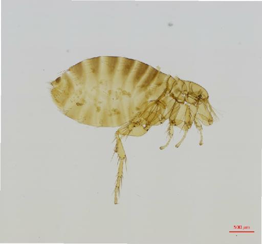 Ectinorus disjugis Jordan, 1942 - 010179255_specimen