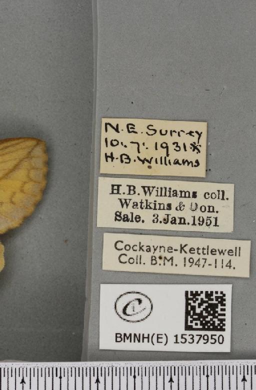 Euthrix potatoria ab. feminalis Grunberg, 1911 - BMNHE_1537950_label_198138