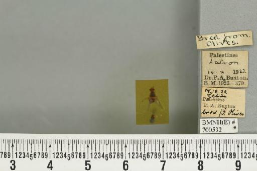 Bactrocera (Daculus) oleae (Rossi, P., 1790) - BMNHE_700532_34562