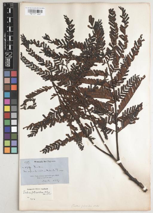 Parkia filicoidea Welw. ex Oliv. - BM013719097