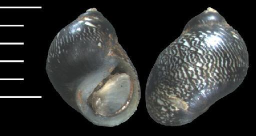 Neritina morosa Gassies, 1870 - 1883.11.10.60-62b