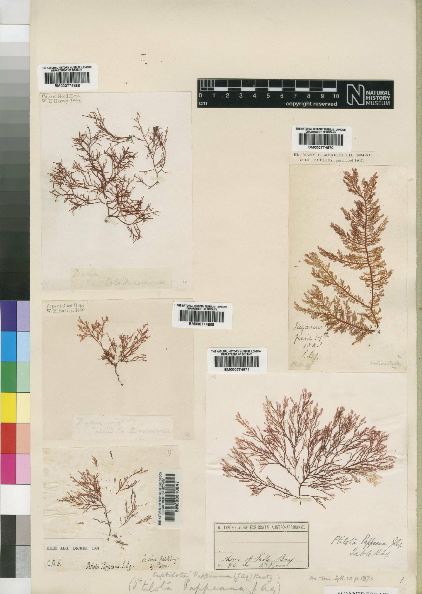 To NHMUK collection (Ptilota articulata Agardh; NHMUK:ecatalogue:4858464)