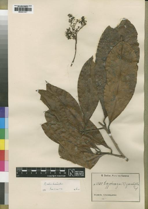 Beilschmiedia grandifolia (Stapf) Robyns et R.Wilczek - BM000910527