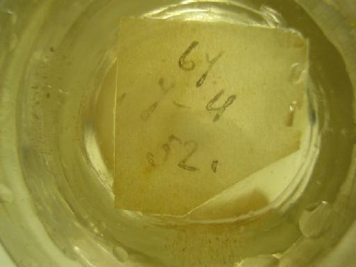 Puntius filamentosus (Valenciennes in Cuvier & Valenciennes, 1844) - paper label on broken bottle 3