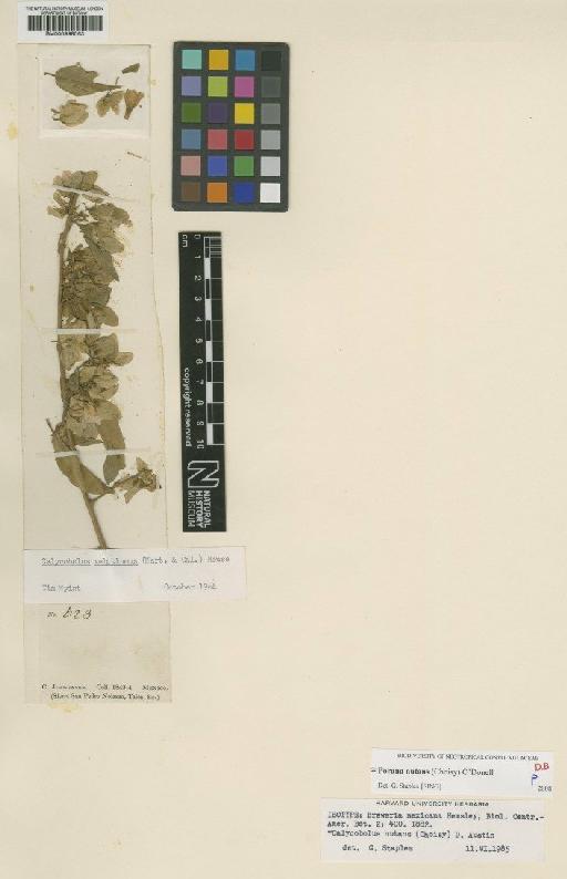 Porana nutans (Choisy) O'Donell - BM000998063