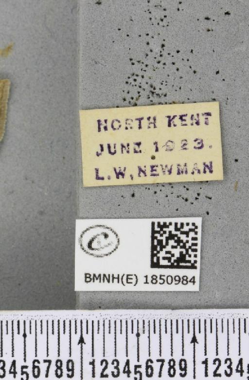 Petrophora chlorosata (Scopoli, 1763) - BMNHE_1850984_label_425922