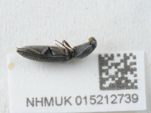 Aplotarsus incanus (Gyllenhal, 1827) - 015212739_3