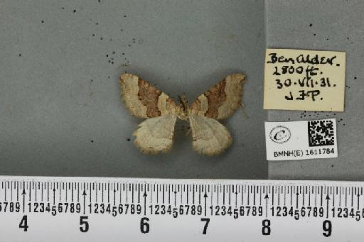 Xanthorhoe decoloraria decoloraria (Esper, 1806) - BMNHE_1611784_307992
