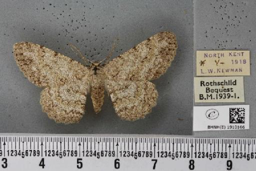 Hypomecis punctinalis (Scopoli, 1763) - BMNHE_1910166_474269