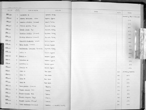 Tellina planata subterclass Euheterodonta Linnaeus, 1758 - Zoology Accessions Register: Mollusca: 1962 - 1969: page 152