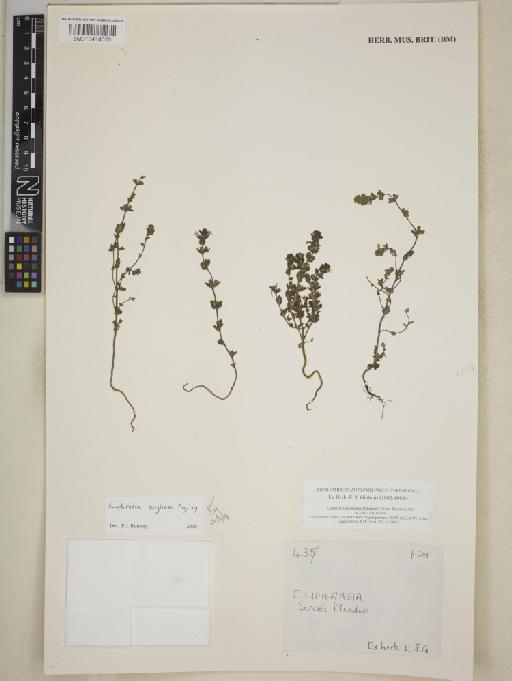 Euphrasia anglica Pugsley - BM013414053