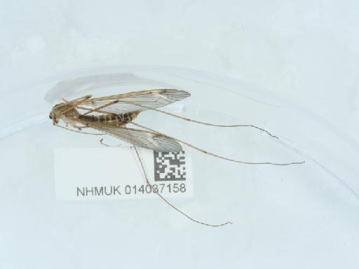 Tipula (Lunatipula) helvola Loew, 1873 - 014037158_2