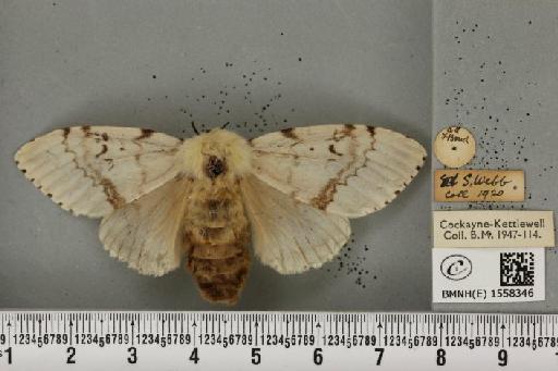 Lymantria dispar (Linnaeus, 1758) - BMNHE_1558346_252607