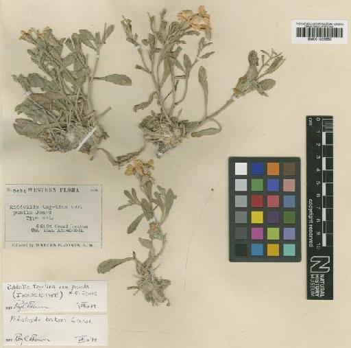 Psilostrophe bakeri Greene - BM001025653