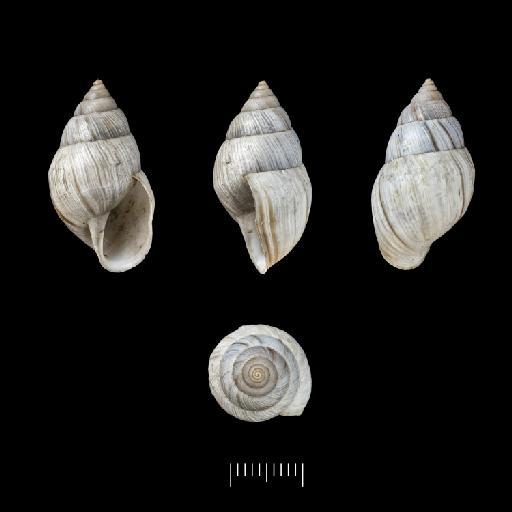 Helix sporadica subterclass Tectipleura d'Orbigny, 1835 - 1854.12.4.160, PARALECTOTYPES, Helix sporadica A.D.Orb., 1835
