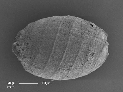 Lamprothamnium succinctum (A.Braun) R.D.Wood - OosporeSide