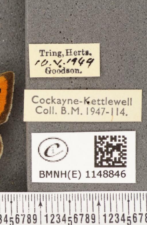 Lycaena phlaeas eleus (Fabricius, 1798) - BMNHE_1148846_label_109671