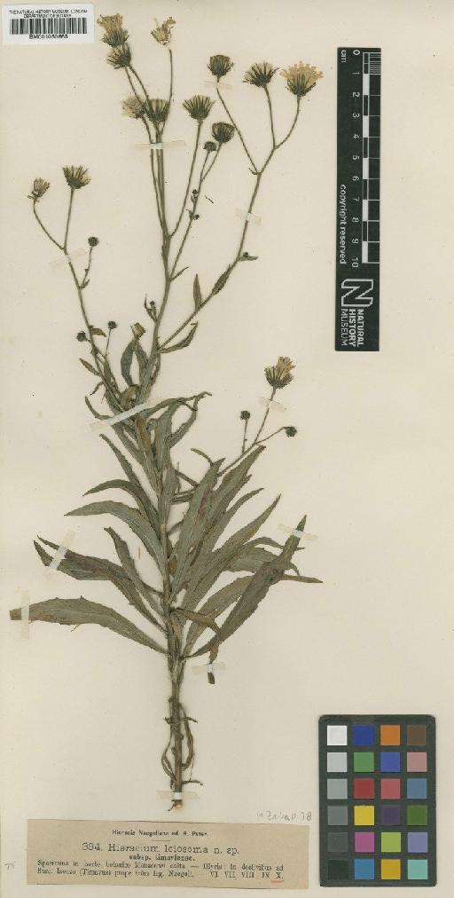 Hieracium leiocephalum subsp. timaviense (Nägeli & Peter) Zahn - BM001050665