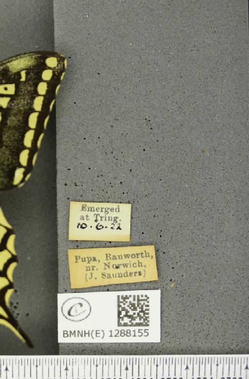 Papilio machaon britannicus Seitz, 1907 - BMNHE_1288155_label_126937